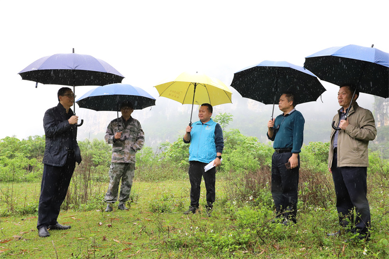 /QJ_938582446246.jpg 参看旱鸭养殖产业合作基地选址情况(拍摄:柒红).jpg