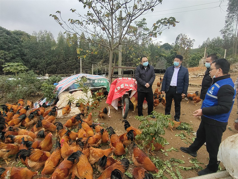 /QJ_178180327755.jpg 韦义勇查看养殖园现场1(杨光).jpg