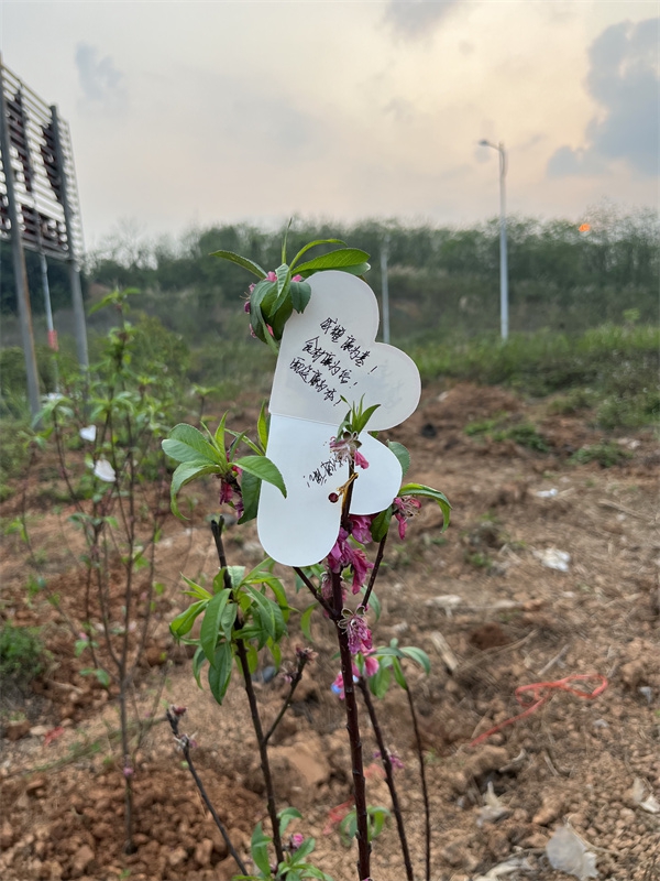 /QJ_793965118317.jpg 6.党员志愿者心愿卡上廉洁寄语及心愿(苏柳菲拍摄).jpg