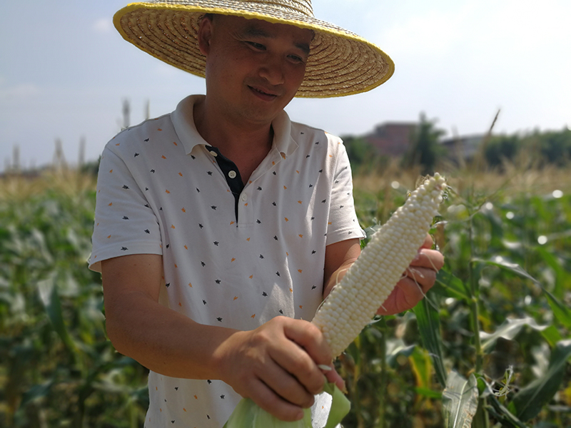 /QJ_388996498220.jpg 刚刚试种出来的水果玉米.jpg